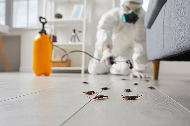 Commercial Rodent Management in Union
